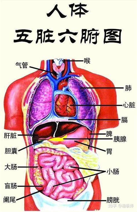 胃位置|人体内脏位置分布示意图